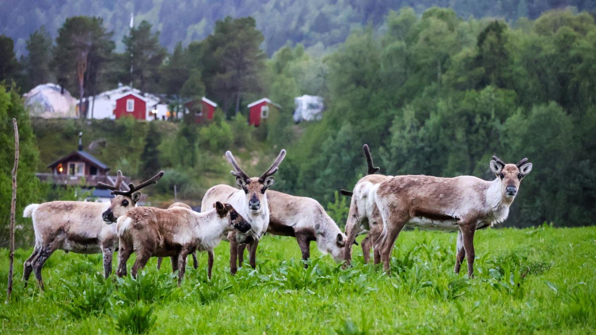 Willa Norwegian Wild Brygghaugen Zewnętrze zdjęcie